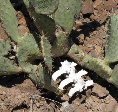 Bones among the Prickly Pear cactus. 