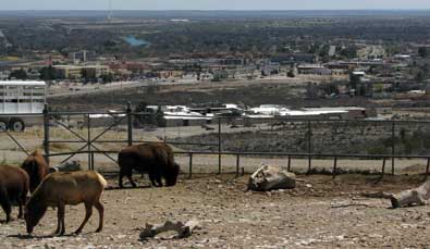Bison and Elk overlooking Carlsbad, New Mexico