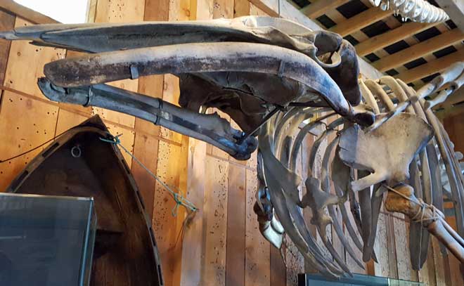 The whale museum in Telegraph Cove
