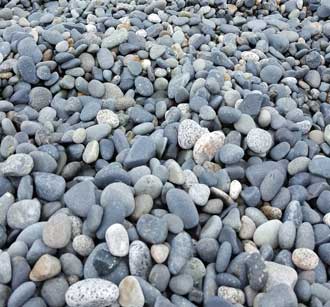 The pebbles are the reason the Orcas visit this beach