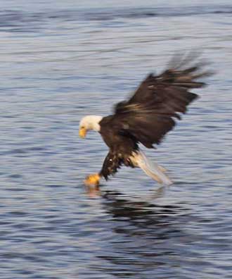 Sharing the fish with a Bald Eagle