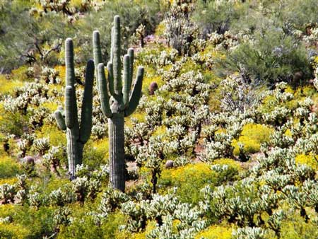 Arizona wildflower photos