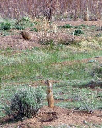 Surrounded by Prairie Dogs