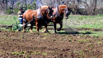A horse team pulls a plow on the Hanley Farm