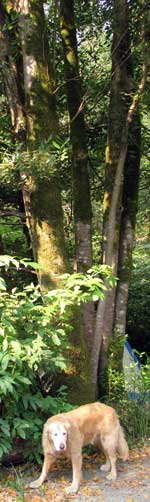 Myrtlewood tree