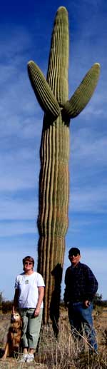 Saguaro Cactus, tallest in the US