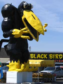 Black Bird Store