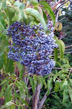 Cluster of elderberries