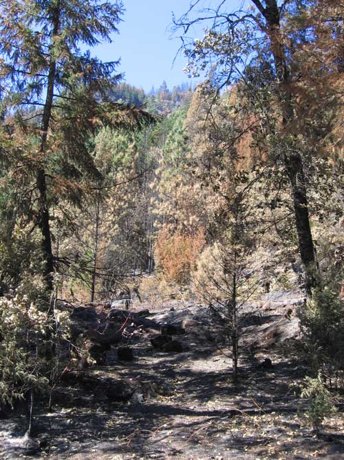 Forest Fire Result