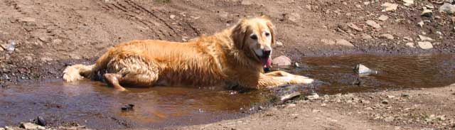 I'm cooling off in a creek