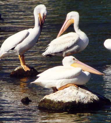 Pelicans on Klamath lake